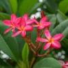 Frangipani, Rosarot, Topf-Ø 14/15 Cm -Garten Atmos Verkaufsgeschäft 0210104346 0210104350 0210104666 Plumeria Rubra Rare