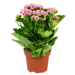 Kalanchoe 'Calandiva'®, Rosa, Topf-Ø 12 Cm, Höhe Ca. 27,5 Cm, 6er-Set 15 Kalanchoe 'Calandiva'®, Rosa, Topf-Ø 12 Cm, Höhe Ca. 27,5 Cm, 6er-Set -Garten Atmos Verkaufsgeschäft 0210350167 Kalanchoe Cal rosa