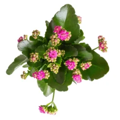 Kalanchoe 'Calandiva'®, Gelb&violett, Topf-Ø 12 Cm, Höhe Ca. 20-30 Cm, 6er-Set -Garten Atmos Verkaufsgeschäft 0210350382 Kalanchoe violett 6er Set 6xviolett 1
