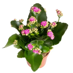 Kalanchoe 'Calandiva'®, Gelb&violett, Topf-Ø 12 Cm, Höhe Ca. 20-30 Cm, 6er-Set -Garten Atmos Verkaufsgeschäft 0210350382 Kalanchoe violett 6er Set 6xviolett 3