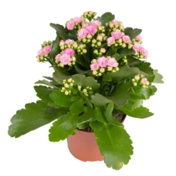 Kalanchoe 'Calandiva'®, Rosa, Topf-Ø 12 Cm, Höhe Ca. 27,5 Cm, 6er-Set 13 Kalanchoe 'Calandiva'®, Rosa, Topf-Ø 12 Cm, Höhe Ca. 27,5 Cm, 6er-Set -Garten Atmos Verkaufsgeschäft 0210350386 Kalanchoe rosa 6er Set 6xrosa 1