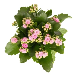 Kalanchoe 'Calandiva'®, Rosa, Topf-Ø 12 Cm, Höhe Ca. 27,5 Cm, 6er-Set 14 Kalanchoe 'Calandiva'®, Rosa, Topf-Ø 12 Cm, Höhe Ca. 27,5 Cm, 6er-Set -Garten Atmos Verkaufsgeschäft 0210350386 Kalanchoe rosa 6er Set 6xrosa 2