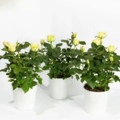 Bestseller 9 Rose Mit Topf Dallas Weiß, Topf-Ø 13 Cm, 3er-Set