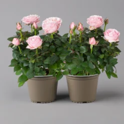 Rose Infinity, Rosa, Topf-Ø 14 Cm, 2er-Set