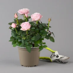 Rose Infinity, Rosa, Topf-Ø 14 Cm, 2er-Set 9 Rose Infinity, Rosa, Topf-Ø 14 Cm, 2er-Set -Garten Atmos Verkaufsgeschäft 0210550294 Rose Infinity rosa T14 2er Set 2 122748