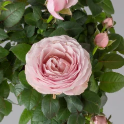 Rose Infinity, Rosa, Topf-Ø 14 Cm, 2er-Set 10 Rose Infinity, Rosa, Topf-Ø 14 Cm, 2er-Set -Garten Atmos Verkaufsgeschäft 0210550294 Rose Infinity rosa T14 2er Set 7 122749