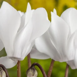 Alpenveilchen, Farbe Zufällig, Topf-Ø 10,5 Cm, Höhe Ca. 23 Cm, 6er-Set -Garten Atmos Verkaufsgeschäft 0210600490 Cyclamen Mix 6er Set 1