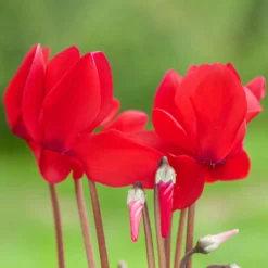 Alpenveilchen, Farbe Zufällig, Topf-Ø 10,5 Cm, Höhe Ca. 23 Cm, 6er-Set -Garten Atmos Verkaufsgeschäft 0210600490 Cyclamen Mix 6er Set 3