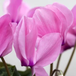 Alpenveilchen, Farbe Zufällig, Topf-Ø 10,5 Cm, Höhe Ca. 23 Cm, 6er-Set -Garten Atmos Verkaufsgeschäft 0210600490 Cyclamen Mix 6er Set 4