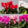 Alpenveilchen, Farbe Zufällig, Topf-Ø 10,5 Cm, Höhe Ca. 23 Cm, 6er-Set -Garten Atmos Verkaufsgeschäft 0210600490 Cyclamen Mix T10 Farbe nach Verfuegbarkeit 6er Set 115238