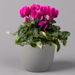 Alpenveilchen, Farbe Zufällig, Topf-Ø 10,5 Cm, Höhe Ca. 23 Cm, 6er-Set -Garten Atmos Verkaufsgeschäft 0210600490 Cyclamen Mix T10 lila 6er Set 1 115224
