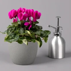 Alpenveilchen, Farbe Zufällig, Topf-Ø 10,5 Cm, Höhe Ca. 23 Cm, 6er-Set -Garten Atmos Verkaufsgeschäft 0210600490 Cyclamen Mix T10 lila 6er Set 3 115226