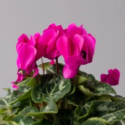 Alpenveilchen, Farbe Zufällig, Topf-Ø 10,5 Cm, Höhe Ca. 23 Cm, 6er-Set -Garten Atmos Verkaufsgeschäft 0210600490 Cyclamen Mix T10 lila 6er Set 4 115227