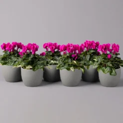 Alpenveilchen, Farbe Zufällig, Topf-Ø 10,5 Cm, Höhe Ca. 23 Cm, 6er-Set -Garten Atmos Verkaufsgeschäft 0210600490 Cyclamen Mix T10 lila 6er Set 115223