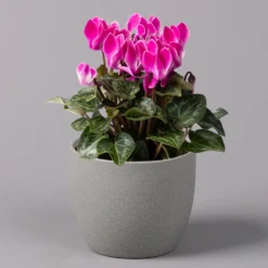 Alpenveilchen, Farbe Zufällig, Topf-Ø 10,5 Cm, Höhe Ca. 23 Cm, 6er-Set -Garten Atmos Verkaufsgeschäft 0210600490 Cyclamen Mix T10 pink 6er Set 1 115214