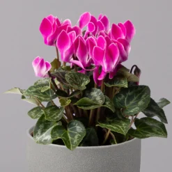 Alpenveilchen, Farbe Zufällig, Topf-Ø 10,5 Cm, Höhe Ca. 23 Cm, 6er-Set -Garten Atmos Verkaufsgeschäft 0210600490 Cyclamen Mix T10 pink 6er Set 2 115215