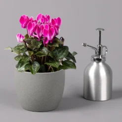 Alpenveilchen, Farbe Zufällig, Topf-Ø 10,5 Cm, Höhe Ca. 23 Cm, 6er-Set -Garten Atmos Verkaufsgeschäft 0210600490 Cyclamen Mix T10 pink 6er Set 3 115216