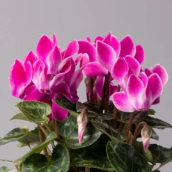 Alpenveilchen, Farbe Zufällig, Topf-Ø 10,5 Cm, Höhe Ca. 23 Cm, 6er-Set -Garten Atmos Verkaufsgeschäft 0210600490 Cyclamen Mix T10 pink 6er Set 4 115217