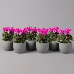 Alpenveilchen, Farbe Zufällig, Topf-Ø 10,5 Cm, Höhe Ca. 23 Cm, 6er-Set -Garten Atmos Verkaufsgeschäft 0210600490 Cyclamen Mix T10 pink 6er Set 115213