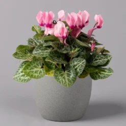 Alpenveilchen, Farbe Zufällig, Topf-Ø 10,5 Cm, Höhe Ca. 23 Cm, 6er-Set -Garten Atmos Verkaufsgeschäft 0210600490 Cyclamen Mix T10 rosa 6er Set 1 115219