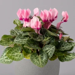 Alpenveilchen, Farbe Zufällig, Topf-Ø 10,5 Cm, Höhe Ca. 23 Cm, 6er-Set -Garten Atmos Verkaufsgeschäft 0210600490 Cyclamen Mix T10 rosa 6er Set 2 115220