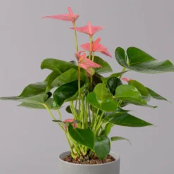 Flamingoblume 'Pink Champion', Topf-Ø 12 Cm, Höhe Ca. 35 Cm 11 Flamingoblume 'Pink Champion', Topf-Ø 12 Cm, Höhe Ca. 35 Cm -Garten Atmos Verkaufsgeschäft 0210650281 Anthurium Andreanum Pink Champion 12cm 2 114743 1