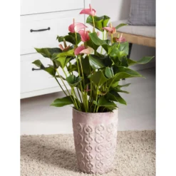 Flamingoblume 'Pink Champion', Pink, Topf-Ø 12 Cm, Höhe Ca. 35 Cm, -Garten Atmos Verkaufsgeschäft 0210650281 Anthurium Andreanum Pink Champion