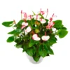 Flamingoblume 'Princess Amalia Elegance', Weiß&rot, Topf-Ø 30cm, Höhe Ca. 65cm -Garten Atmos Verkaufsgeschäft 0210650467 Anthurium Andreanum Princess Amalia Eleg 30cm T H65cm