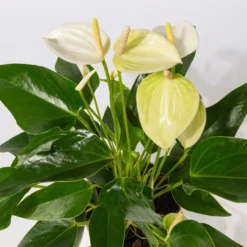 Flamingoblume Weiß, Inkl. Übertopf Dallas Weiß, Topf-Ø 12 Cm, Höhe Ca. 30 Cm -Garten Atmos Verkaufsgeschäft 0210650517 Anthurium weiss inkl Keramik 3er Set 2
