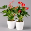 Flamingoblumen Mix Inkl. Übertopf Dallas Weiß, 2er-Set, Topf-Ø 12 Cm, Höhe 30 Cm -Garten Atmos Verkaufsgeschäft 0210650538 Anthurium rot pink inkl Dallas weiss 2er Set 114765
