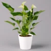 Flamingoblume Weiß, Inkl. Übertopf Dallas Weiß, Topf-Ø 12 Cm, Höhe Ca. 30 Cm -Garten Atmos Verkaufsgeschäft 0210650545 Anthurium weiss inkl Dallas weiss 1 114761