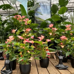 Flamingoblume 'Livium Red' Rot-weiß Gestreift, Topf-Ø 21 Cm -Garten Atmos Verkaufsgeschäft 0210650561 0210650616 0210650617 Anthurium Livium Red T14 T21 10 126733 1