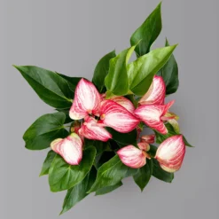 Flamingoblume 'Livium Red' Rot-weiß Gestreift, Topf-Ø 21 Cm -Garten Atmos Verkaufsgeschäft 0210650561 Anthurium Livium Red T21 H65 Sondersorte 4 126770