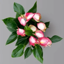 Flamingoblume 'Livium Red' Rot-weiß Gestreift, Topf-Ø 21 Cm -Garten Atmos Verkaufsgeschäft 0210650561 Anthurium Livium Red T21 H65 Sondersorte 5 126771