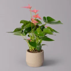 Flamingoblume 'Pink Champion' Pink, Inkl. Übertopf Monza Beige, Topf-Ø 12 Cm