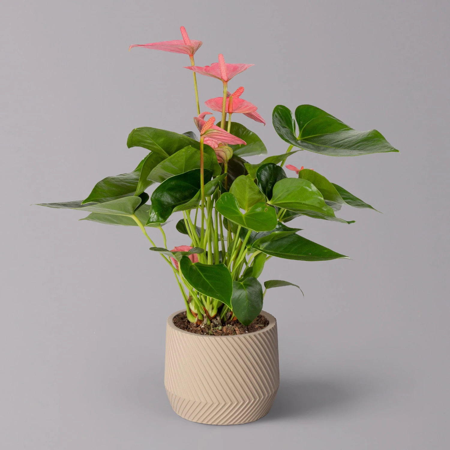 Flamingoblume 'Pink Champion' Pink, Inkl. Übertopf Monza Beige, Topf-Ø 12 Cm 3 Flamingoblume 'Pink Champion' Pink, Inkl. Übertopf Monza Beige, Topf-Ø 12 Cm