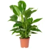 Einblatt 'Vivaldi', Weiß, Topf-Ø 17 Cm, Höhe Ca. 60-80 Cm -Garten Atmos Verkaufsgeschäft 0210660022 Spathiphyllum Vivaldi 17cm T H80cm 3 4Blueten