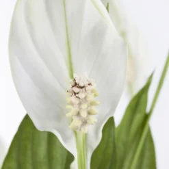 Einblatt 'Bellini' In Übertopf Vibes Gelb, Topf-Ø 13 Cm, Höhe Ca. 30 Cm -Garten Atmos Verkaufsgeschäft 0210660098 0210660099 0210660100 0210660101 Spathiphyllum Bellini 1 124913