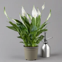 Einblatt 'Bellini' In Übertopf Vibes Gelb, Topf-Ø 13 Cm, Höhe Ca. 30 Cm -Garten Atmos Verkaufsgeschäft 0210660098 0210660099 0210660100 0210660101 Spathiphyllum Bellini 124912