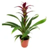 Guzmania 'Indian Night', Topf-Ø 12 Cm, Rot, Höhe Ca. 50 Cm -Garten Atmos Verkaufsgeschäft 0210750201 Guzmania Indian Night H50cm