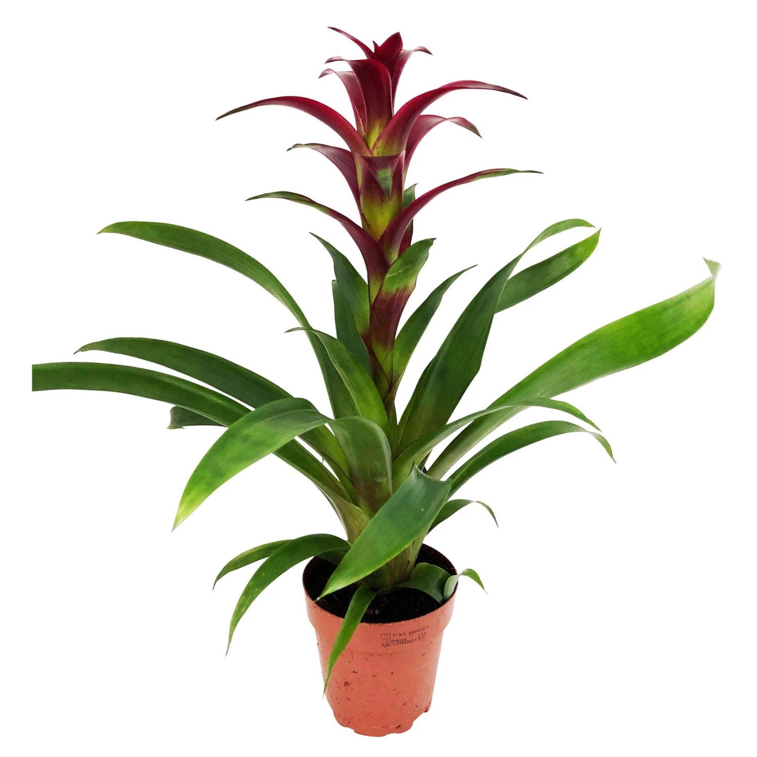 Guzmania 'Indian Night', Topf-Ø 12 Cm, Rot, Höhe Ca. 50 Cm 3 Guzmania 'Indian Night', Topf-Ø 12 Cm, Rot, Höhe Ca. 50 Cm