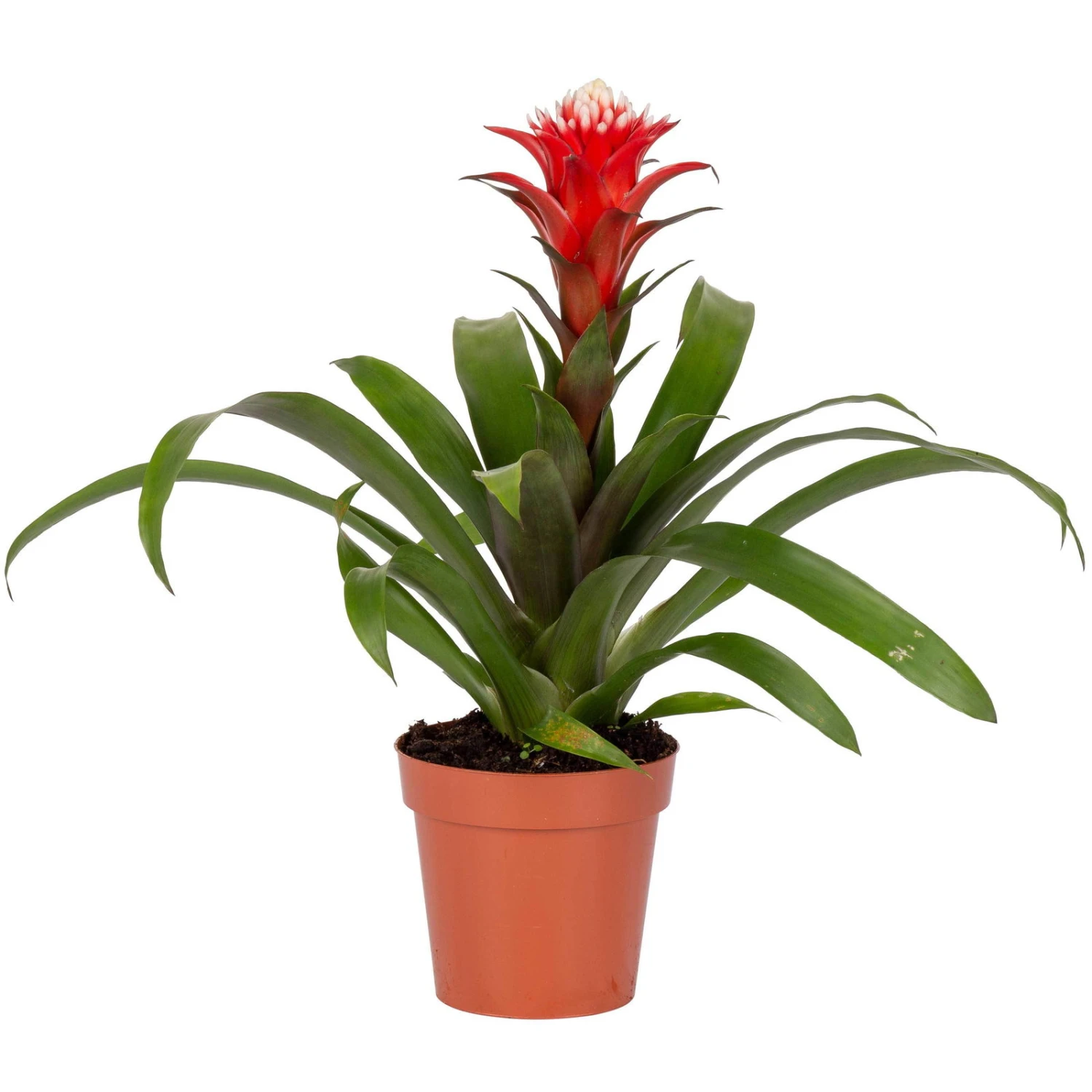 Guzmania 'Hope', Rot-weiß, Topf-Ø 13 Cm, Höhe Ca. 45 Cm 4 Guzmania 'Hope', Rot-weiß, Topf-Ø 13 Cm, Höhe Ca. 45 Cm – Bild 2