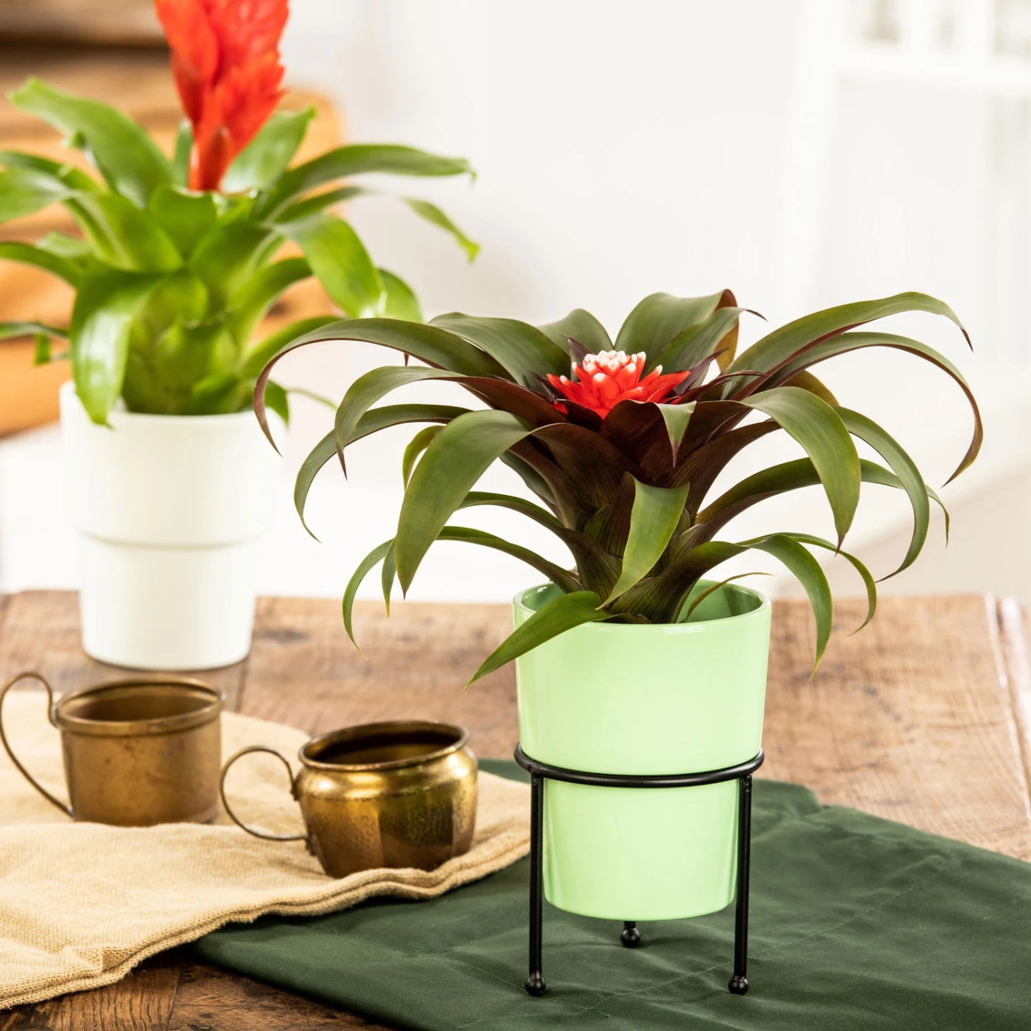 Guzmania 'Hope', Rot-weiß, Topf-Ø 13 Cm, Höhe Ca. 45 Cm 3 Guzmania 'Hope', Rot-weiß, Topf-Ø 13 Cm, Höhe Ca. 45 Cm