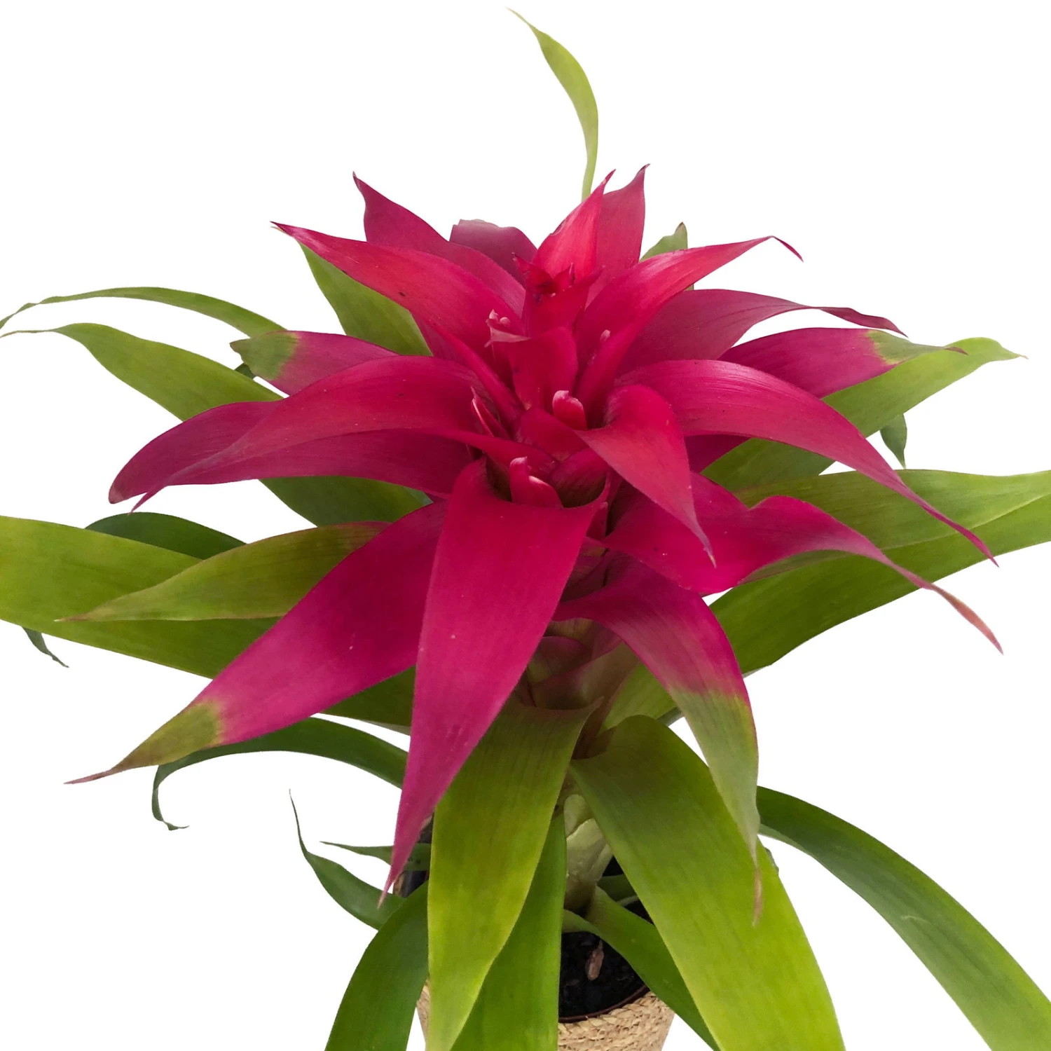 Guzmania 'Deseo Pink', Pink, Topf-Ø 12 Cm, Mit Korb Maki, Höhe Ca. 50 Cm 4 Guzmania 'Deseo Pink', Pink, Topf-Ø 12 Cm, Mit Korb Maki, Höhe Ca. 50 Cm – Bild 2