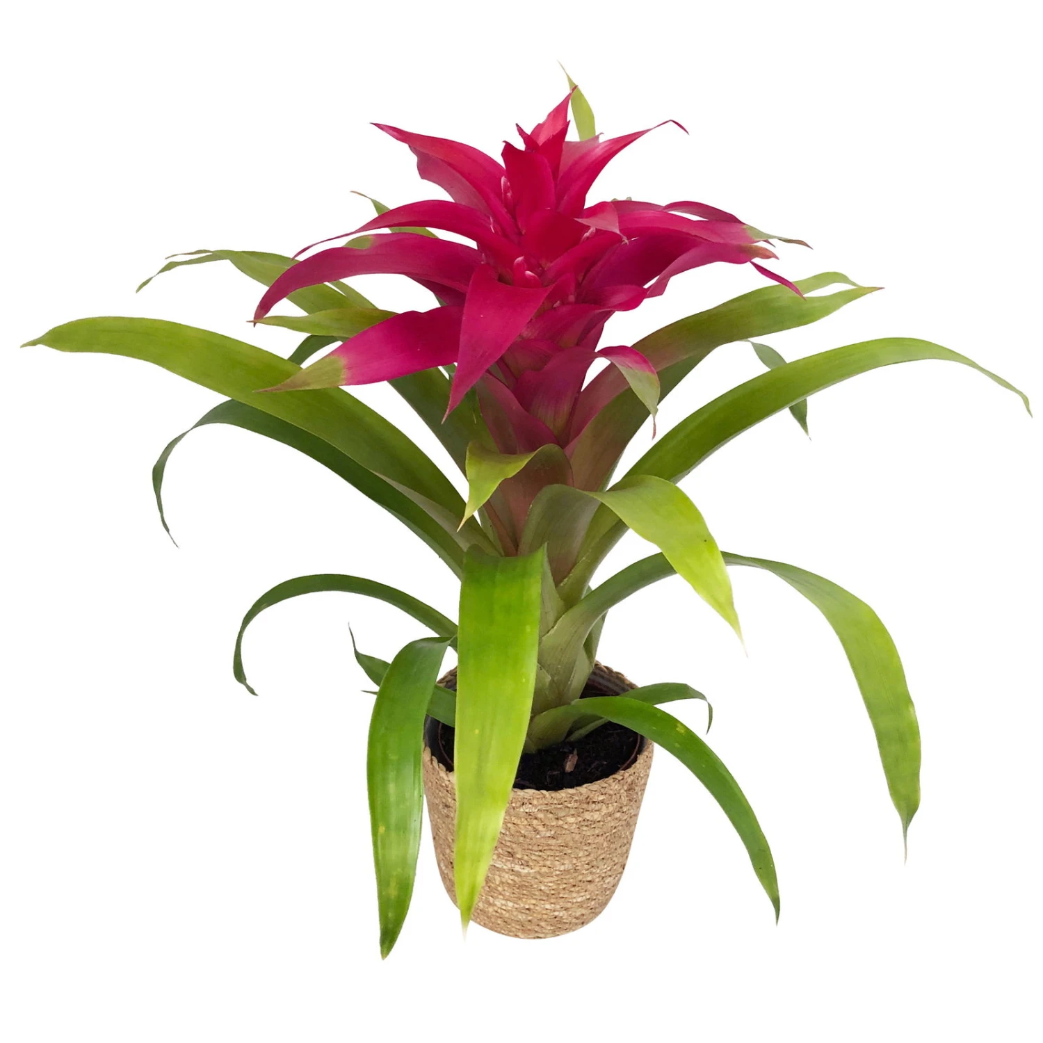 Guzmania 'Deseo Pink', Pink, Topf-Ø 12 Cm, Mit Korb Maki, Höhe Ca. 50 Cm 5 Guzmania 'Deseo Pink', Pink, Topf-Ø 12 Cm, Mit Korb Maki, Höhe Ca. 50 Cm – Bild 3