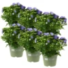 Glockenblume 'Like Mee'®, Blau, Topf-Ø 10,5 Cm, Höhe Ca. 15 Cm, 6er-Set