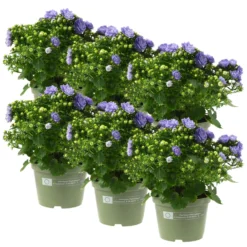 Glockenblume 'Like Mee'®, Blau, Topf-Ø 10,5 Cm, Höhe Ca. 15 Cm, 6er-Set