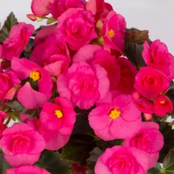 Elatior-Begonie, Topf-Ø 14 Cm, Rosatöne, Höhe Ca. 20-27 Cm, 4er-Set -Garten Atmos Verkaufsgeschäft 0210900296 Begonia Elatior T14 rosa Toene 4er Set 32