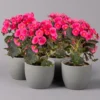 Elatior-Begonie, Topf-Ø 14 Cm, Rosatöne, Höhe Ca. 20-27 Cm, 4er-Set -Garten Atmos Verkaufsgeschäft 0210900296 Begonia Elatior rosa 12