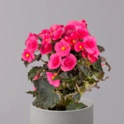 Elatior-Begonie, Topf-Ø 14 Cm, Rosatöne, Höhe Ca. 20-27 Cm, 4er-Set -Garten Atmos Verkaufsgeschäft 0210900296 Begonia Elatior rosa 32